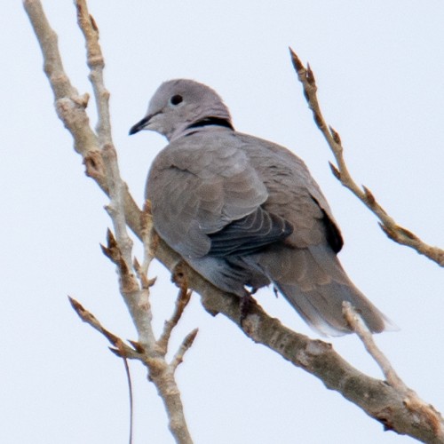 Eurasian Collared-Dove - John Salisbury