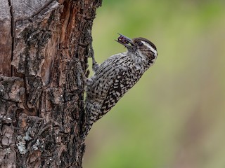  - Checkered Woodpecker