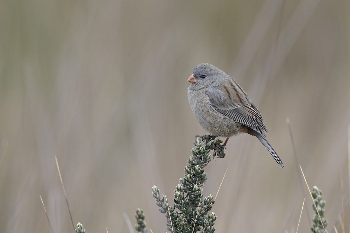 Plain-colored Seedeater - ML306765721