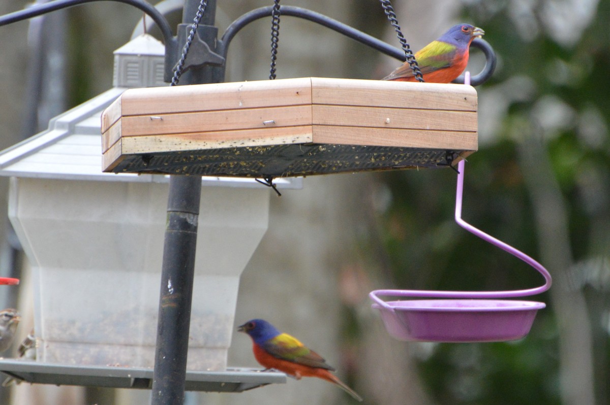 Painted Bunting - ML306765771