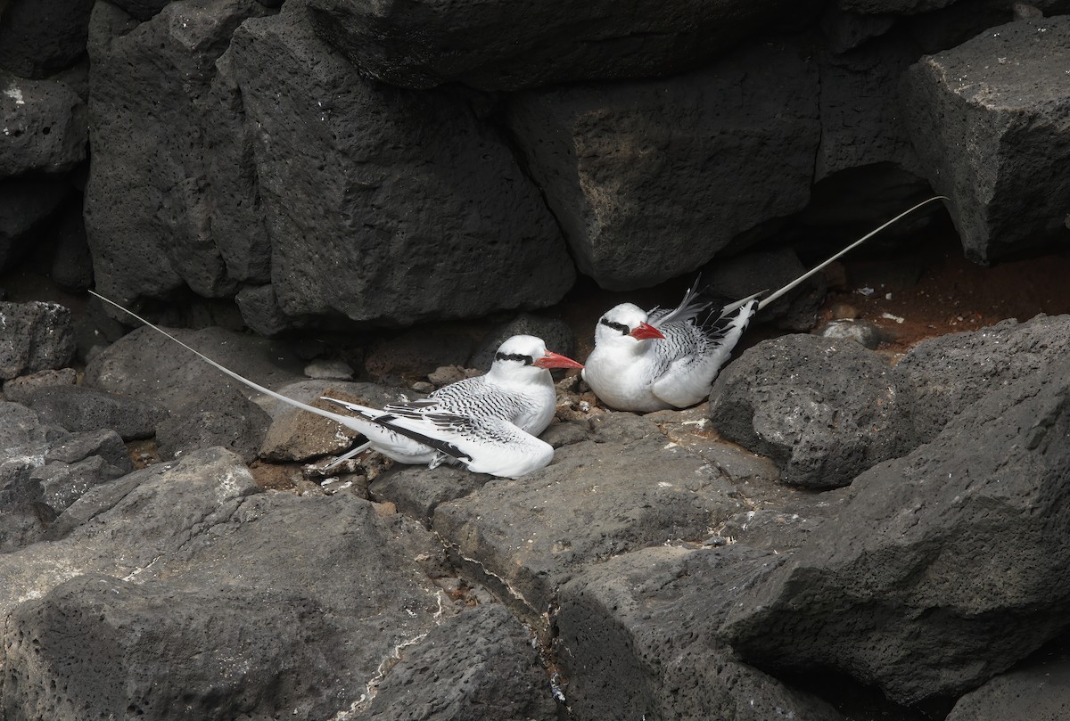 Red-billed Tropicbird - Marco Valentini