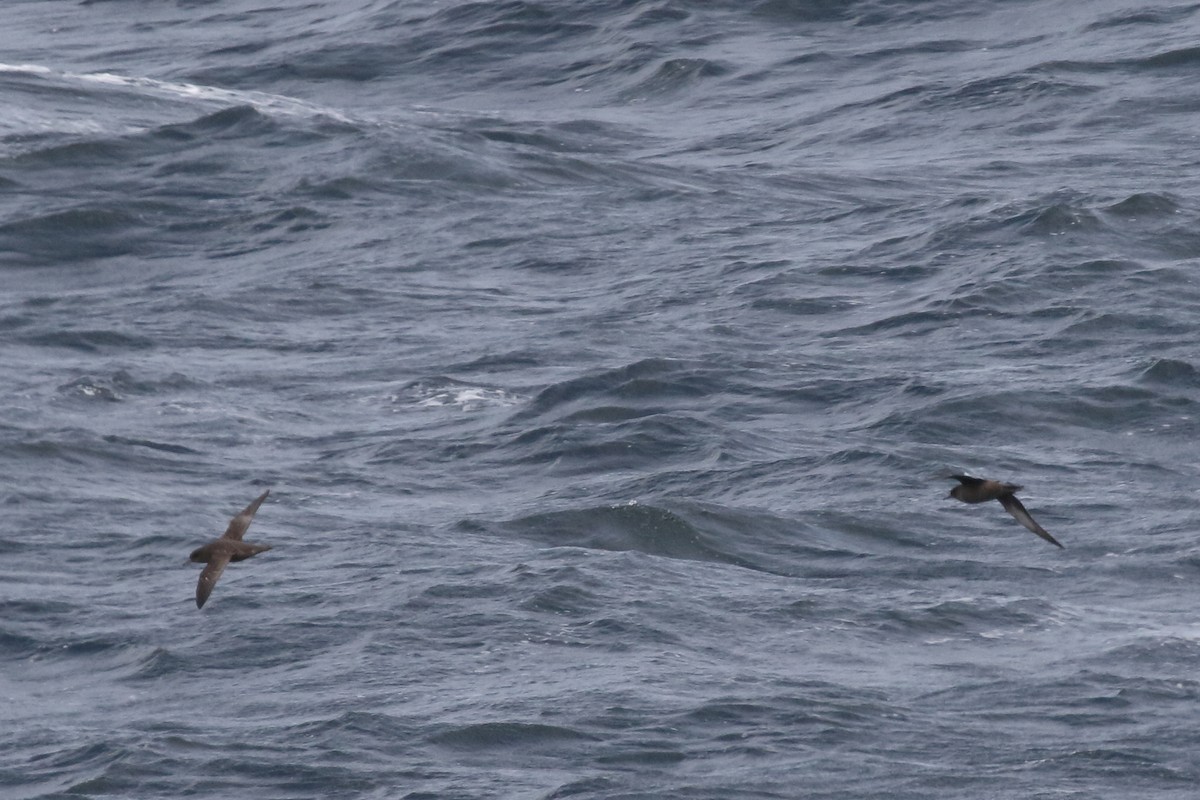 Sooty Shearwater - Roly Pitts