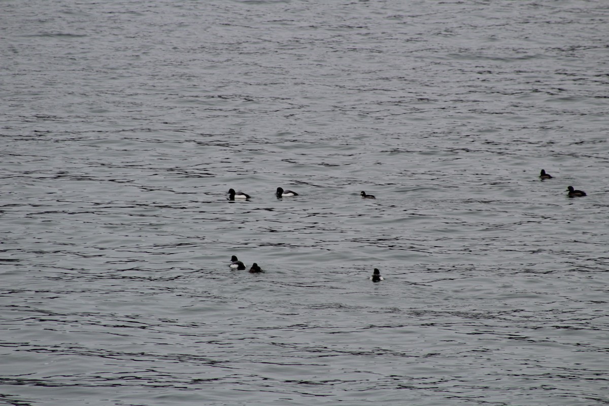 Greater Scaup - ML306776971
