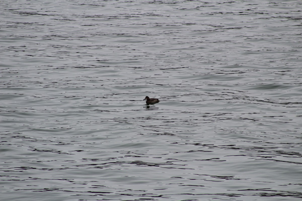 Greater Scaup - ML306777071