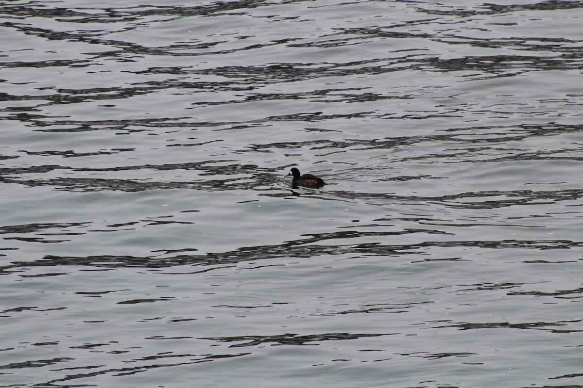 Greater Scaup - ML306777101