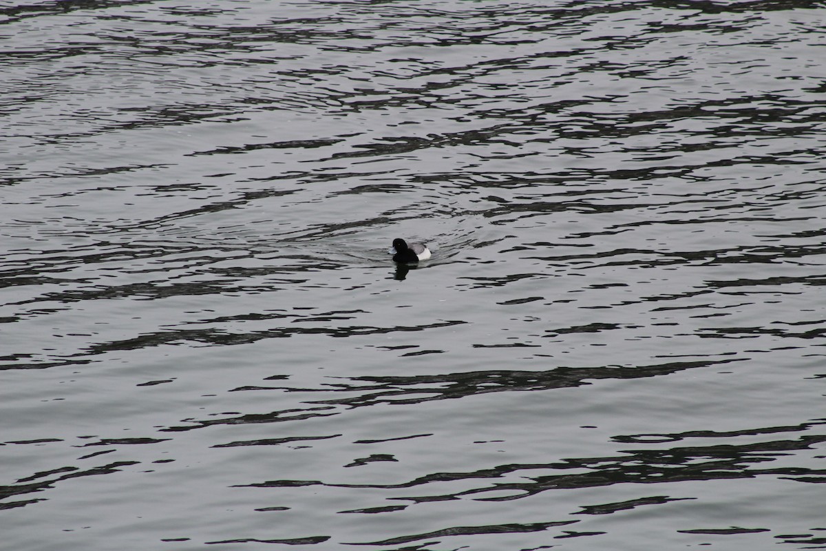 Greater Scaup - ML306777141