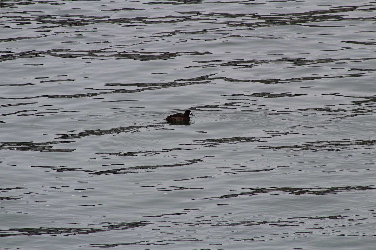 Greater Scaup - ML306777201