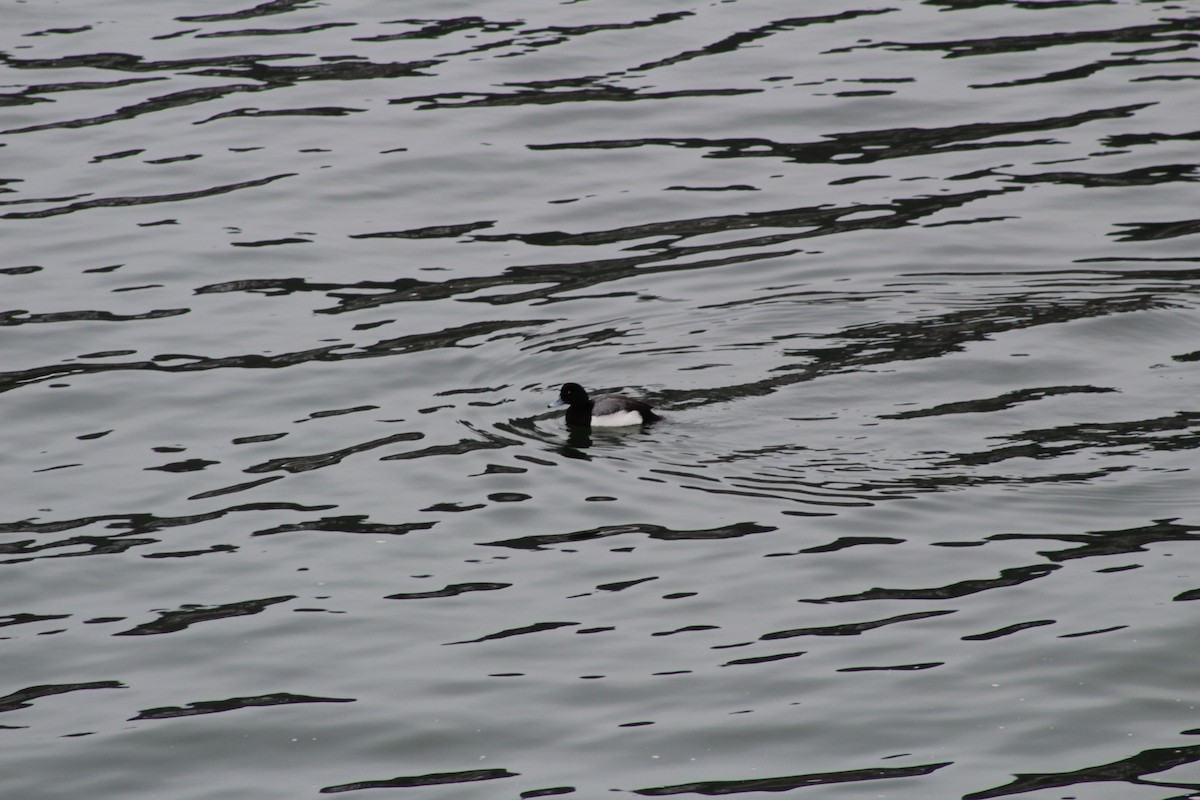 Greater Scaup - ML306777261