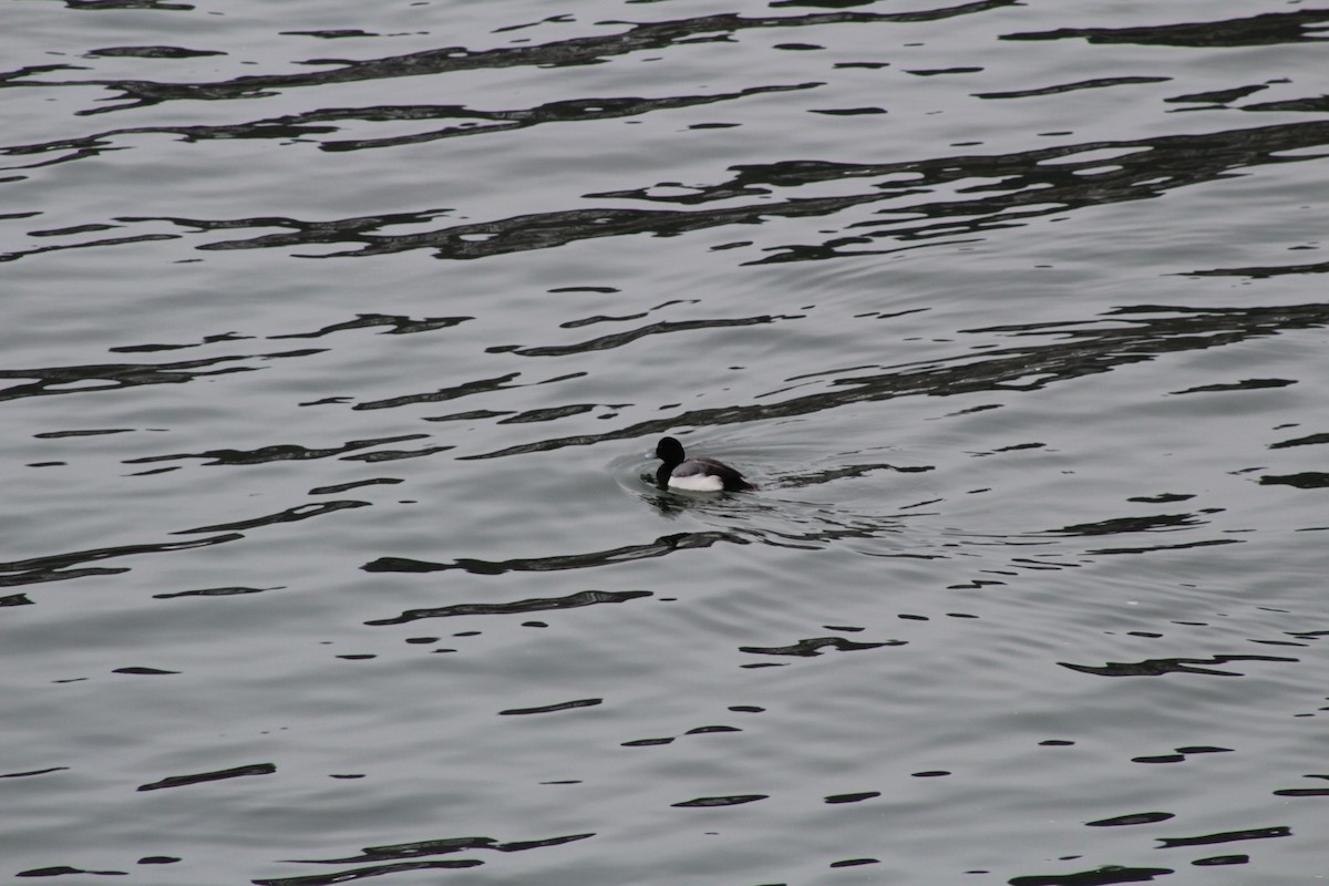 Greater Scaup - ML306777381