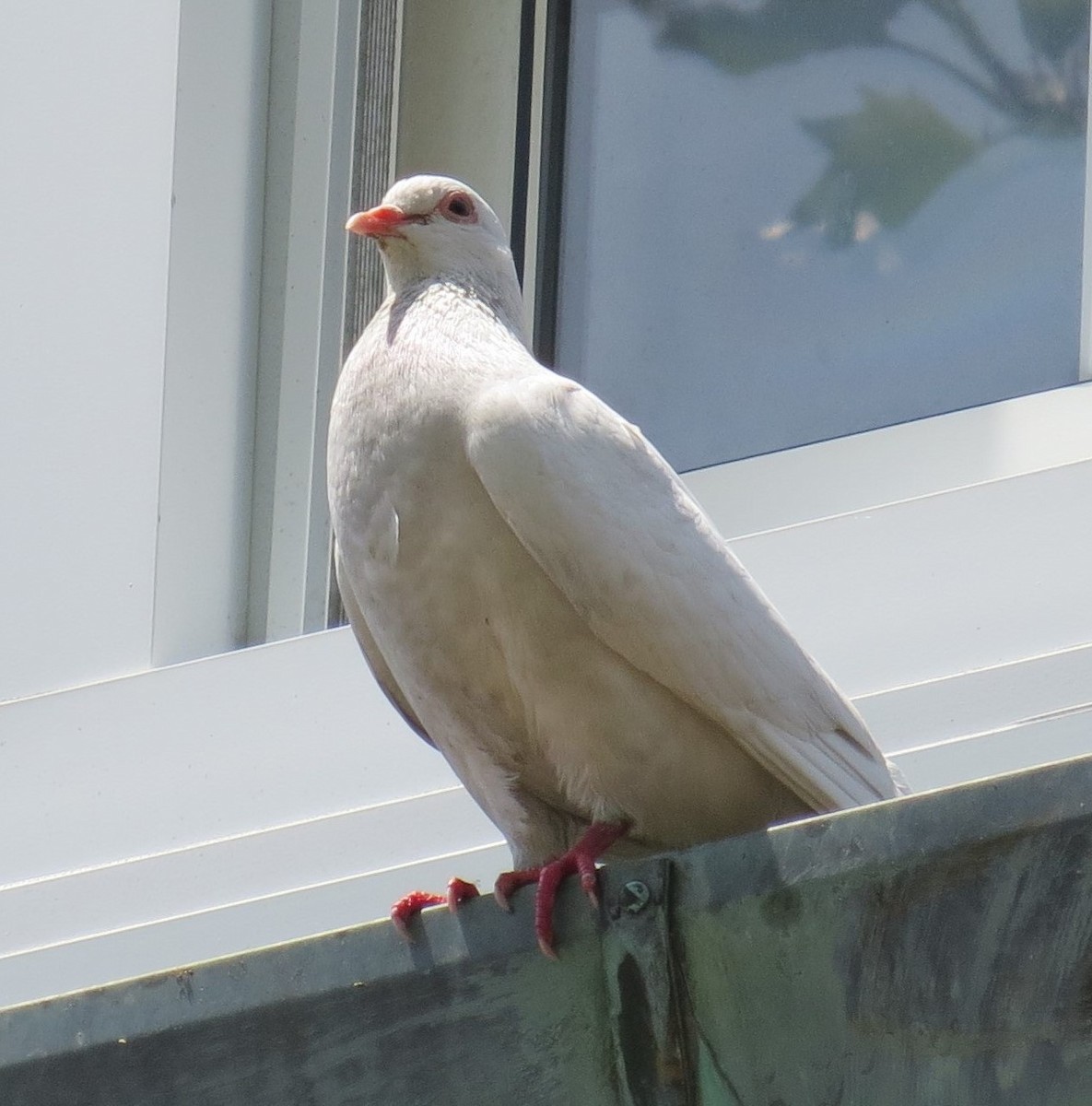 Rock Pigeon (Feral Pigeon) - Cathy Weiner