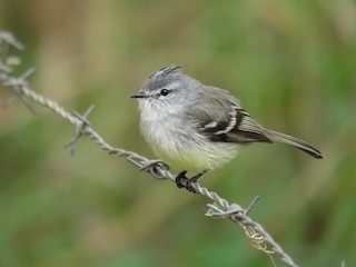  - White-crested Tyrannulet (Sulphur-bellied)