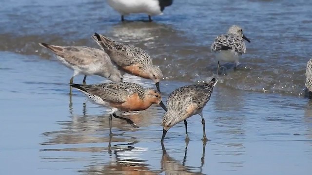 Red Knot - ML306781841