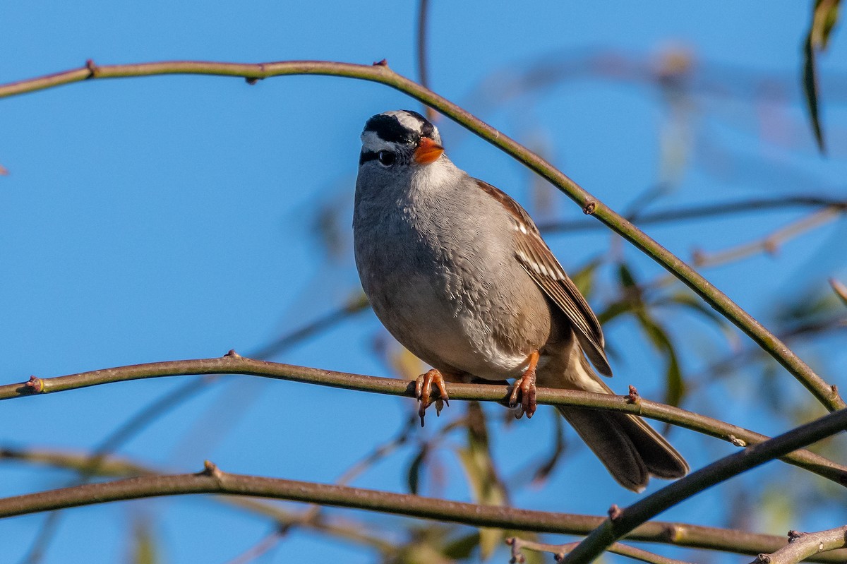 White-crowned Sparrow - ML306782981
