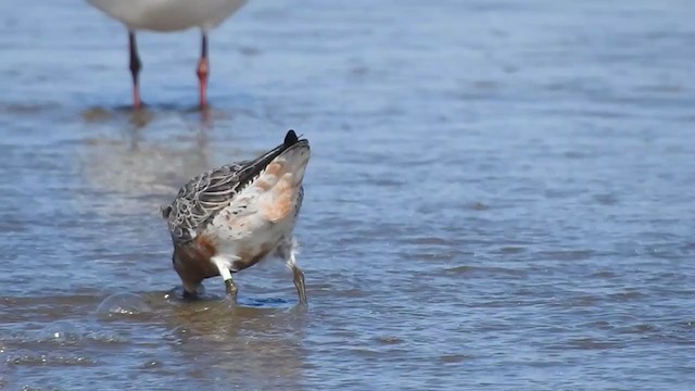 Red Knot - ML306783111