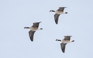 Cackling Goose (Richardson's), ML306783251