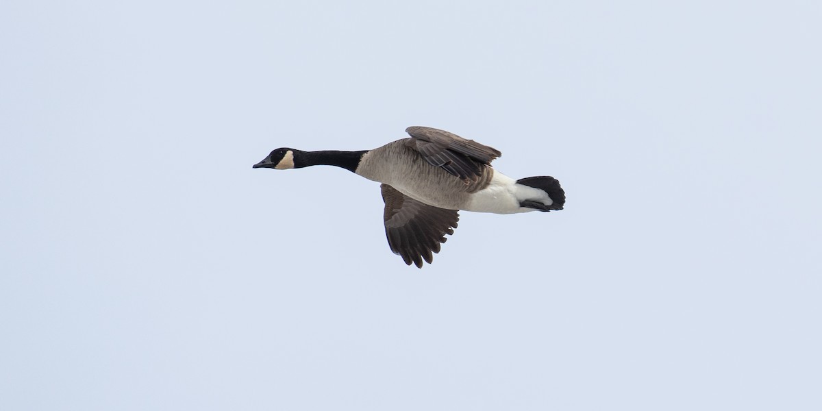 Canada Goose - James Kennerley