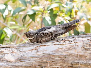  - White-throated Nightjar