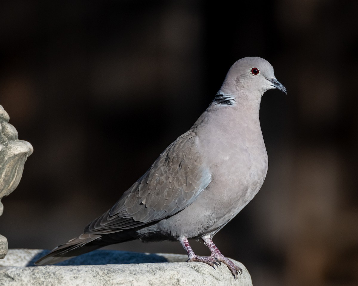 Eurasian Collared-Dove - ML306784081