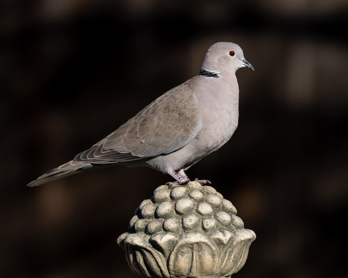 Eurasian Collared-Dove - Ron Ludekens