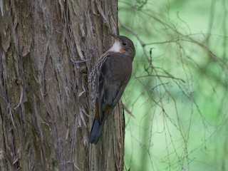  - White-throated Treecreeper