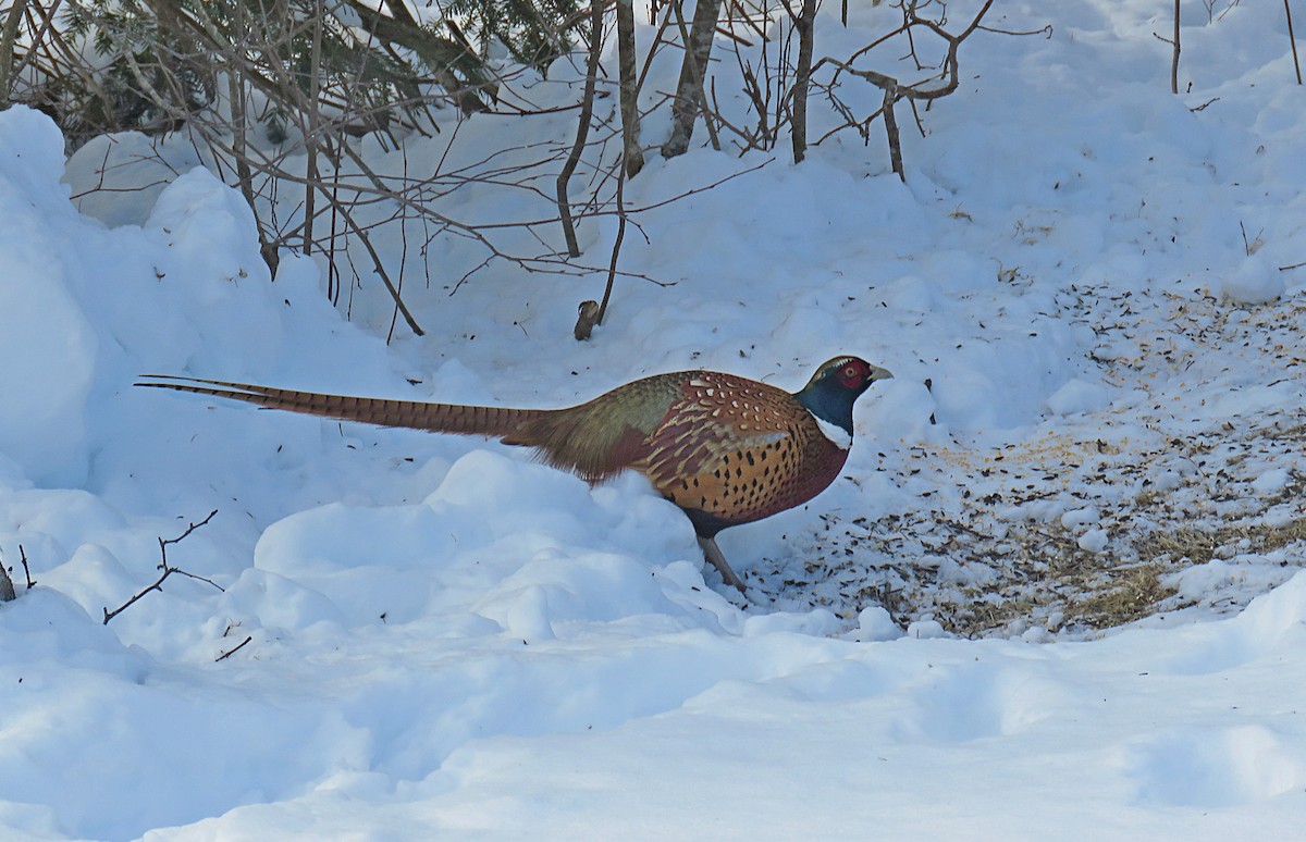 Ring-necked Pheasant - ML306794811