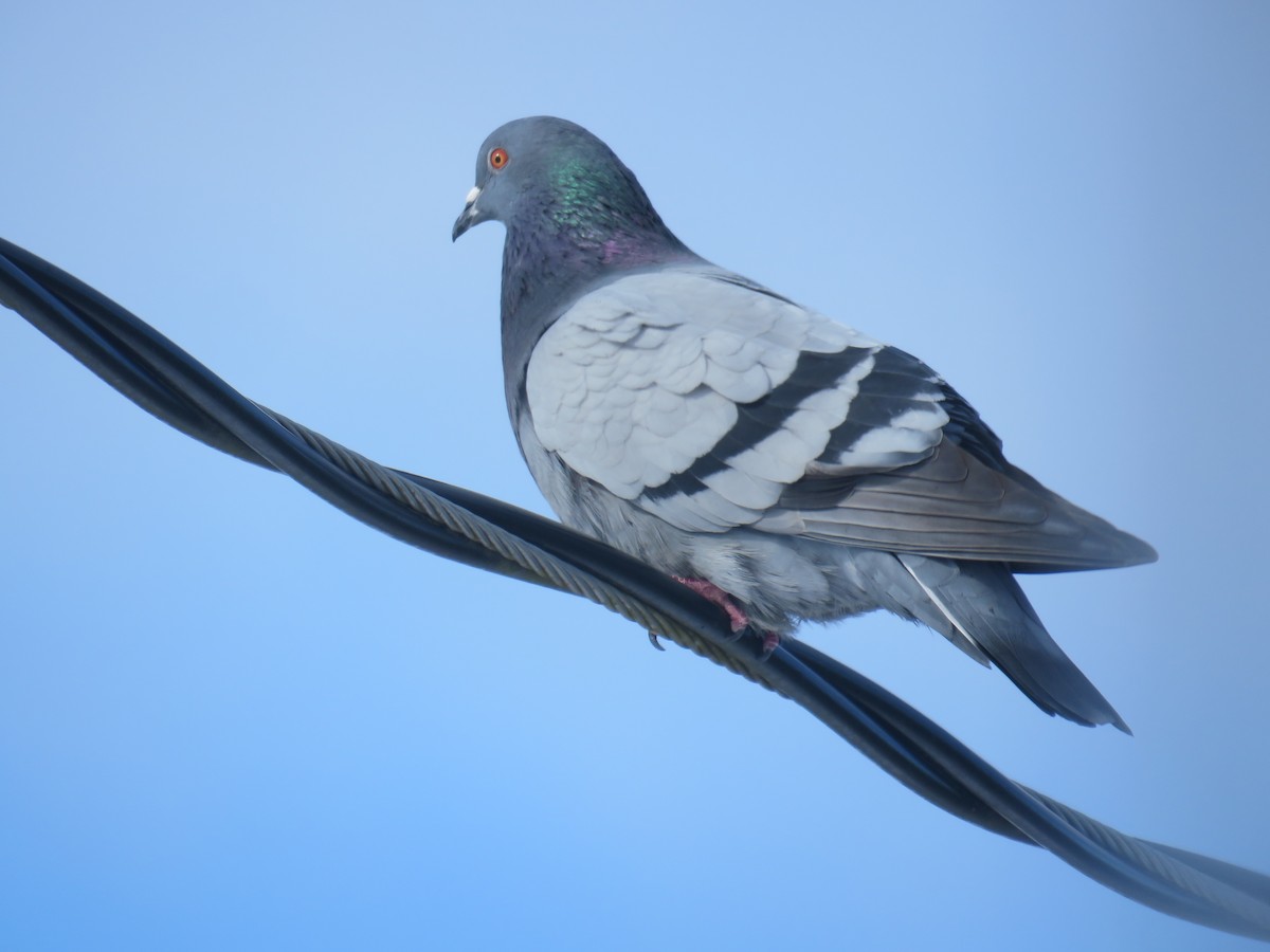 Rock Pigeon (Feral Pigeon) - Laurel Amirault