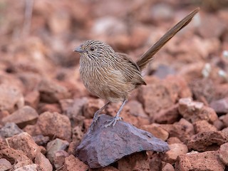  - Western Grasswren (Gawler Ranges)