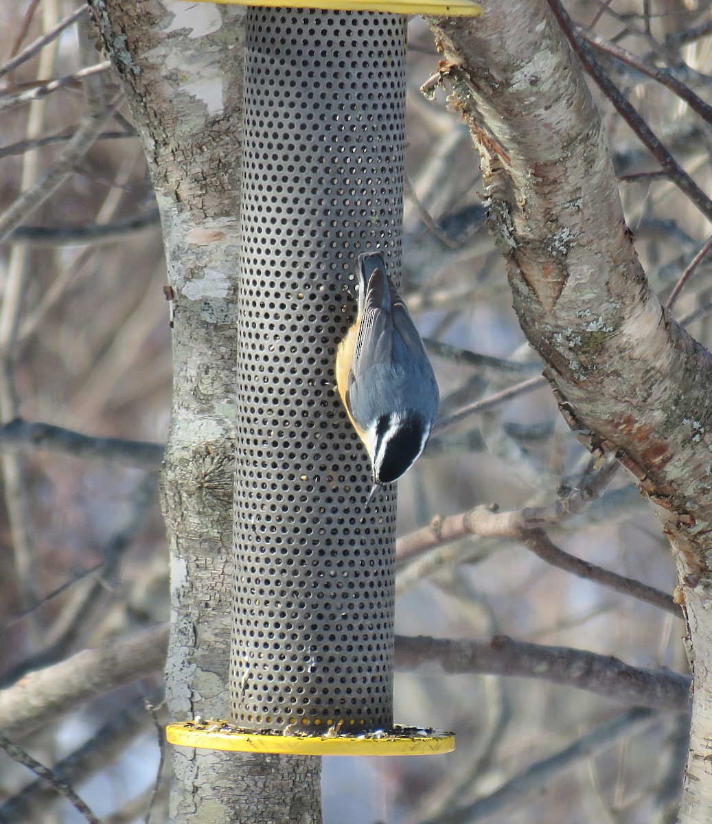 Red-breasted Nuthatch - ML306798911