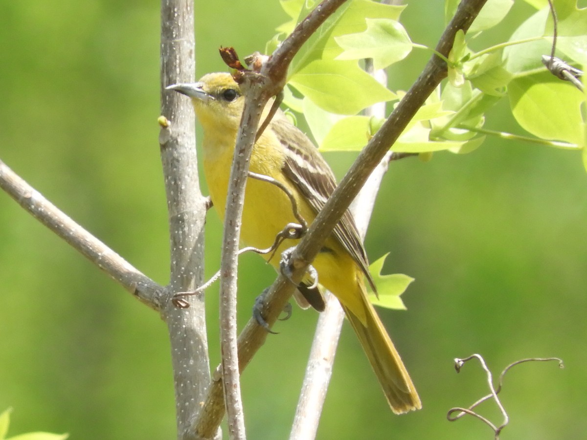 Orchard Oriole - ML306802261