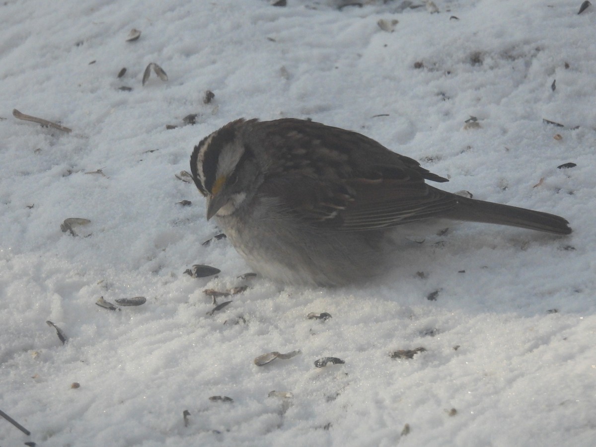 White-throated Sparrow - Paul & Koni Fank