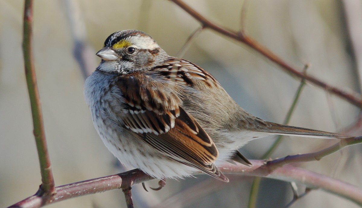 White-throated Sparrow - ML306803801