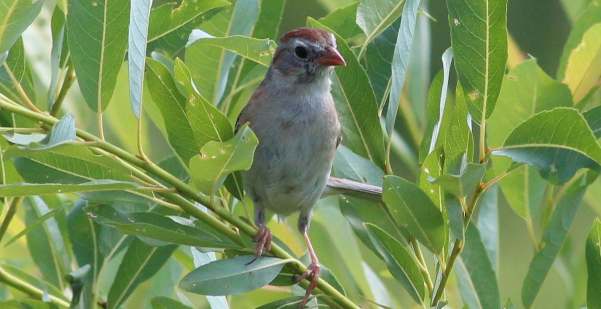 Field Sparrow - Gary Leavens