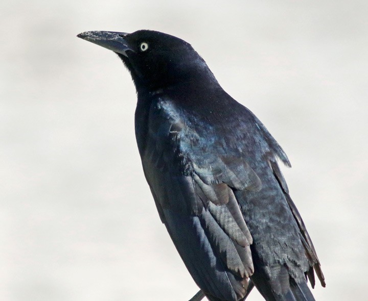 Great-tailed Grackle - ML306804811