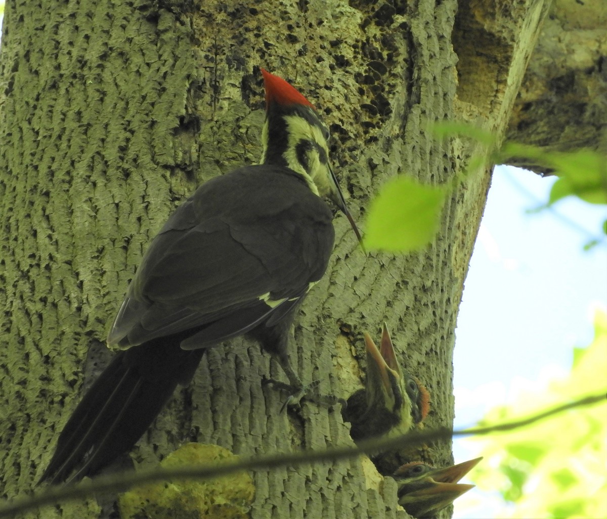 Pileated Woodpecker - ML306805561