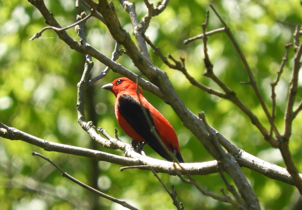 Scarlet Tanager - ML306806201