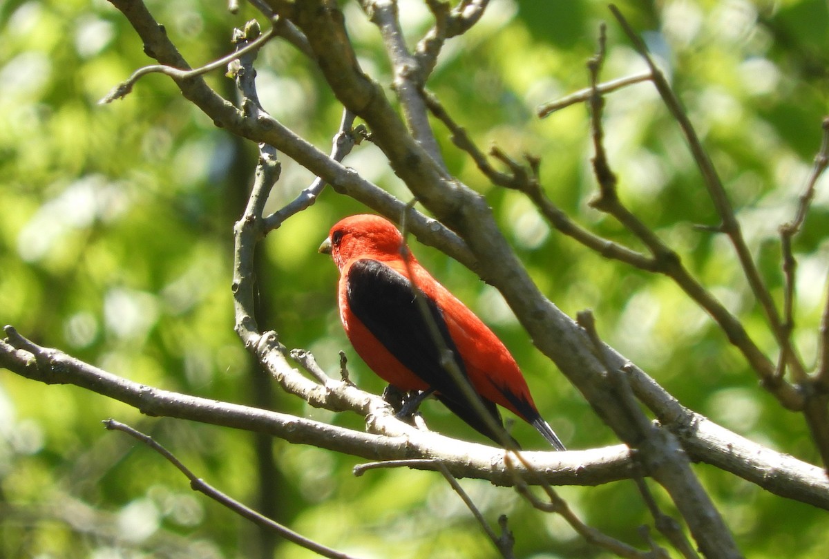 Scarlet Tanager - ML306806241