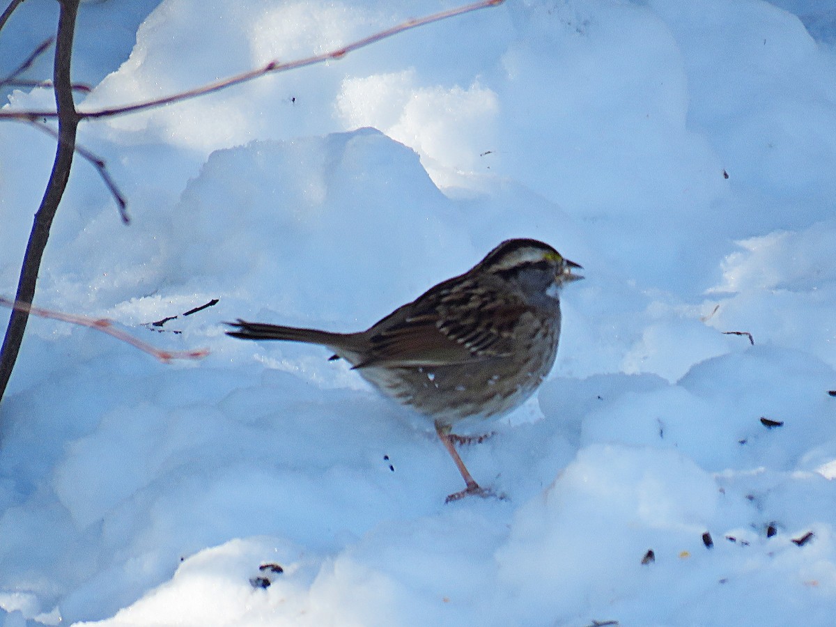 White-throated Sparrow - ML306806601