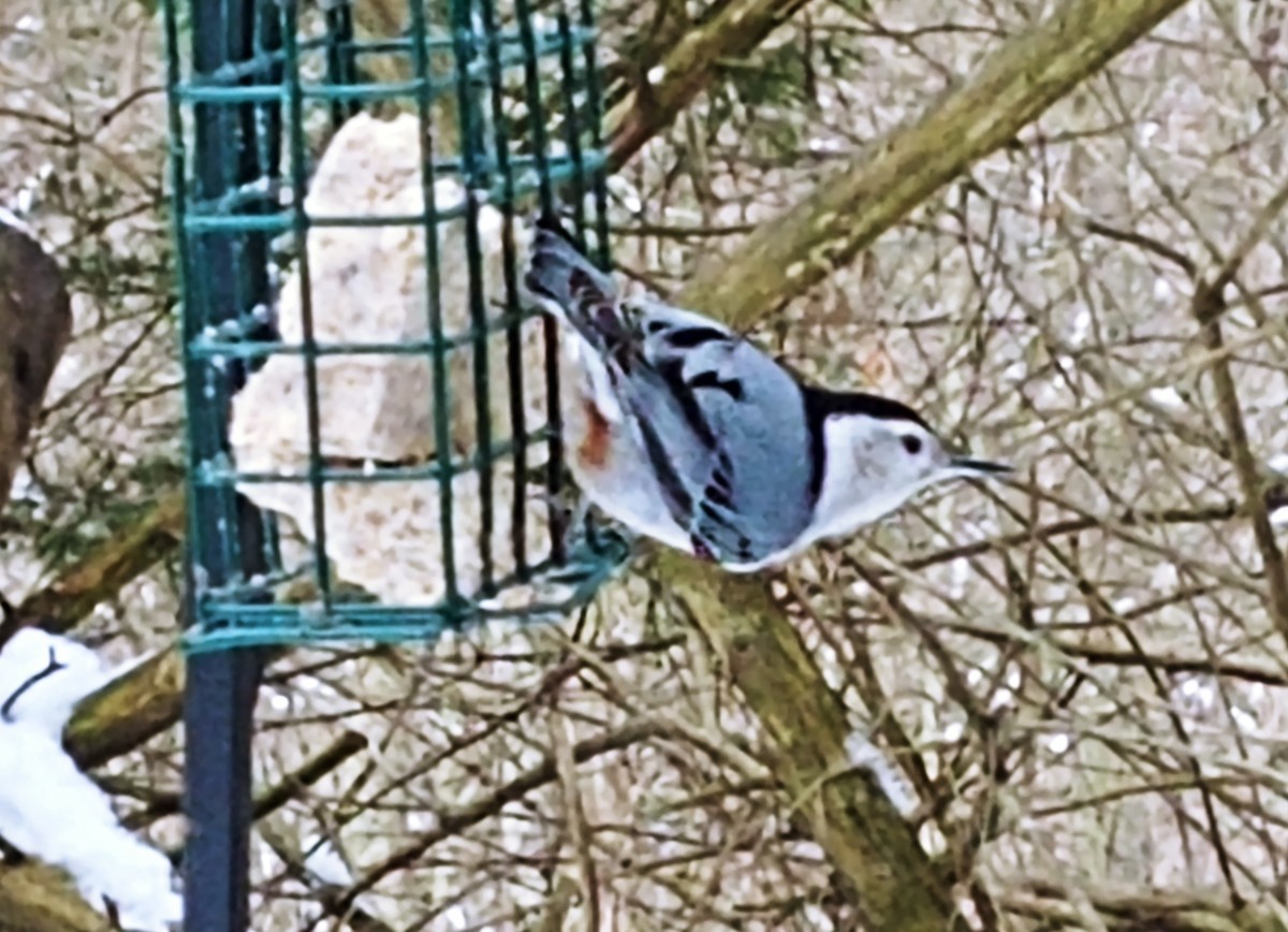 White-breasted Nuthatch - ML306807801