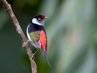  - Pin-tailed Manakin