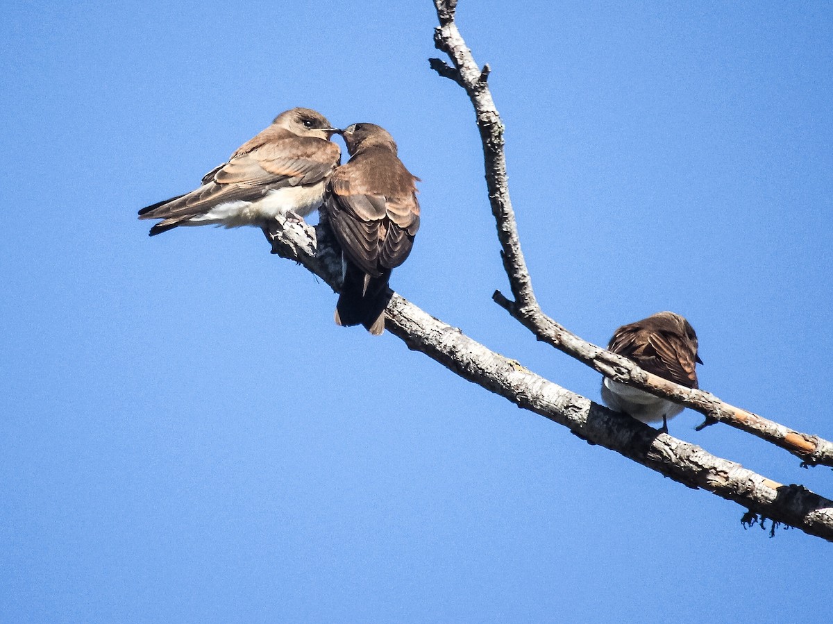 Northern Rough-winged Swallow - Rita Carratello