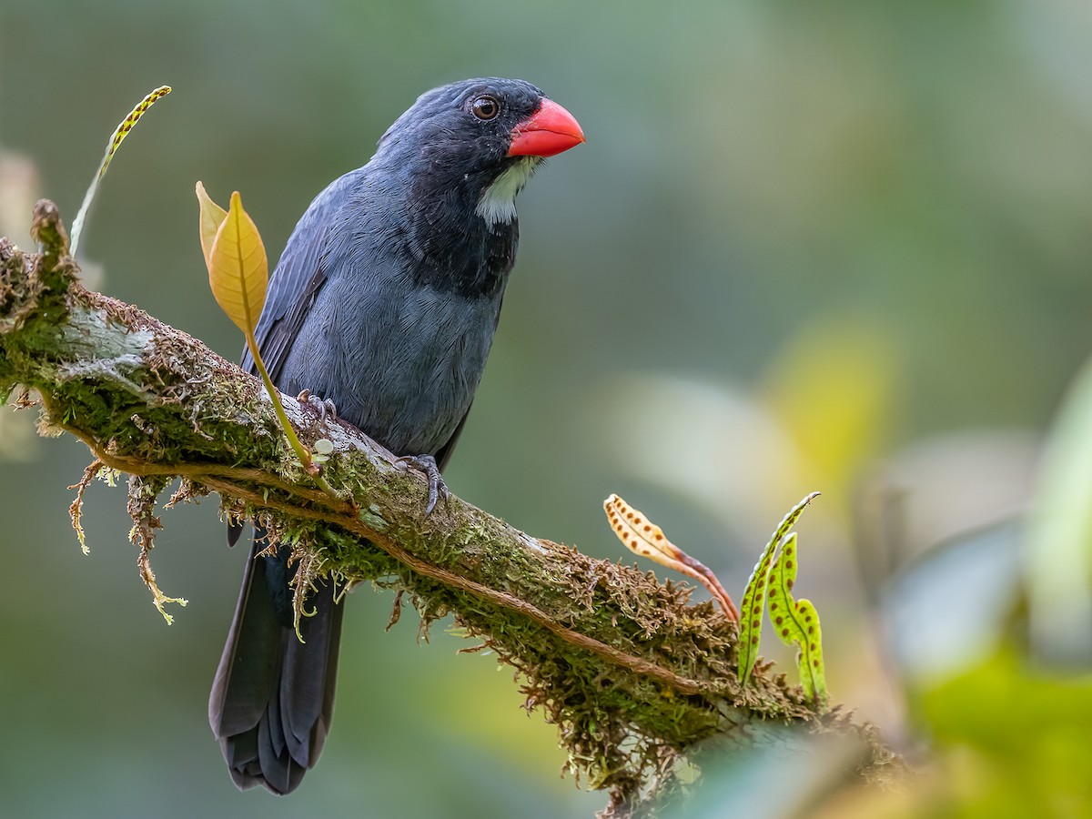 Slate-colored Grosbeak - Saltator grossus - Birds of the World