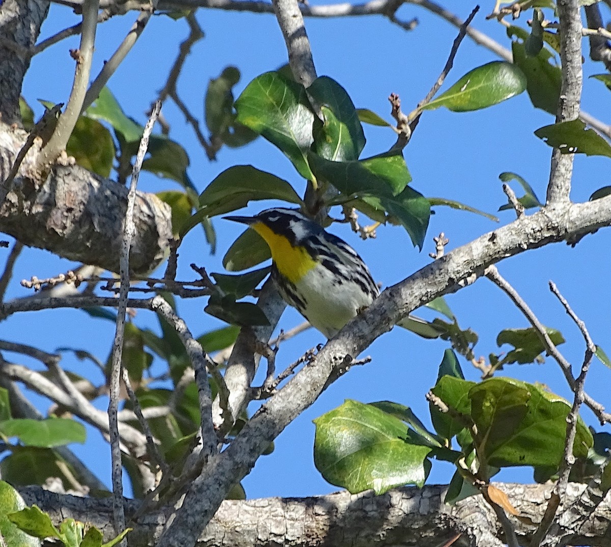 Yellow-throated Warbler - Sandra Keller