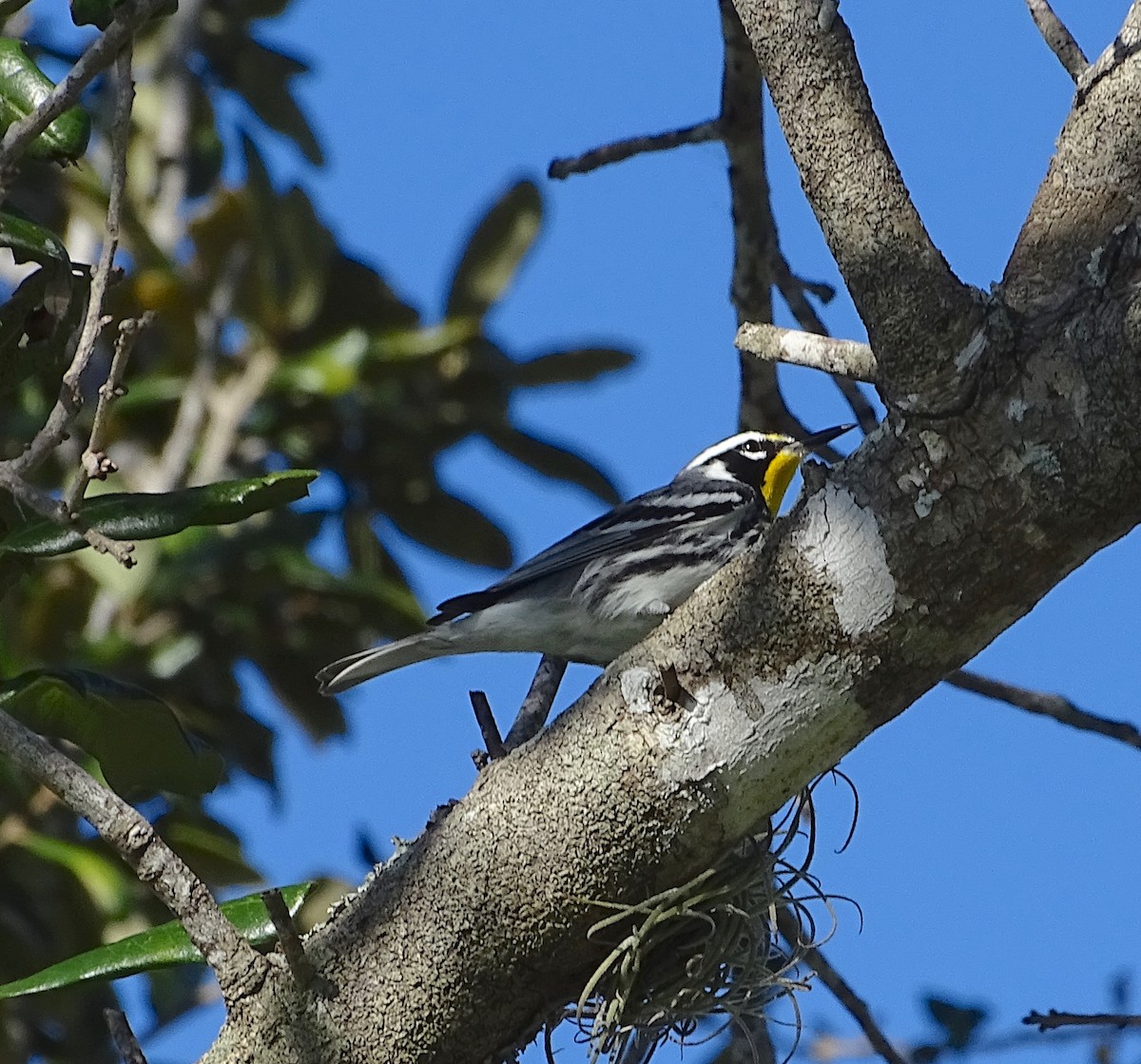 Yellow-throated Warbler - ML306821151