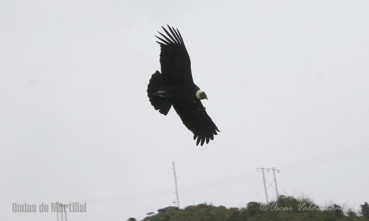 Andean Condor - Oscar Valderrama La Rana