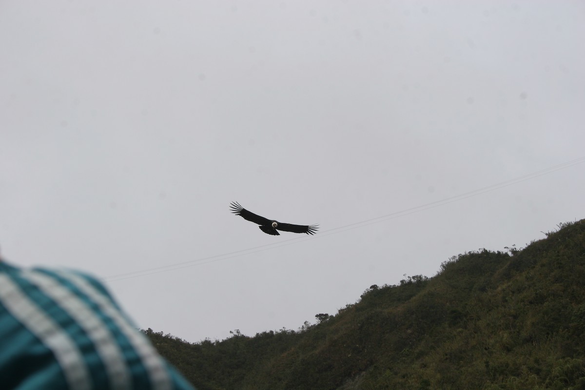 Andean Condor - ML306823381