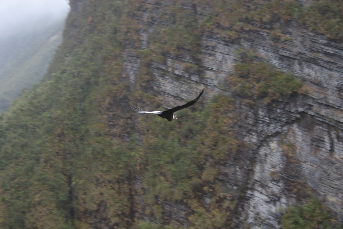 Andean Condor - ML306823391