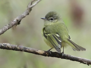  - Mottle-cheeked Tyrannulet