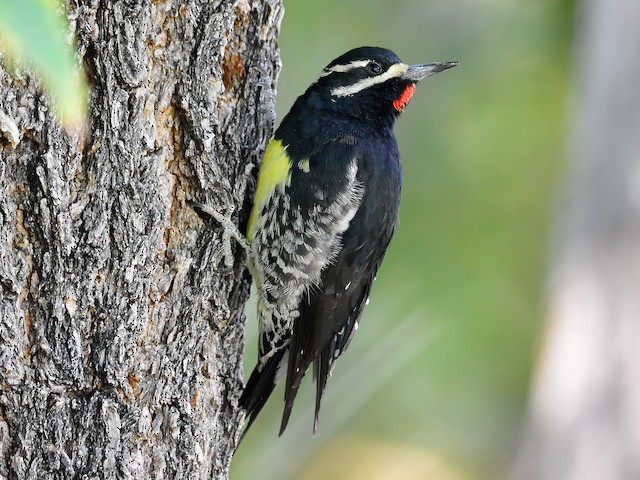 Blair Williamson Sex Video - Photos - Williamson's Sapsucker - Sphyrapicus thyroideus - Birds of the  World