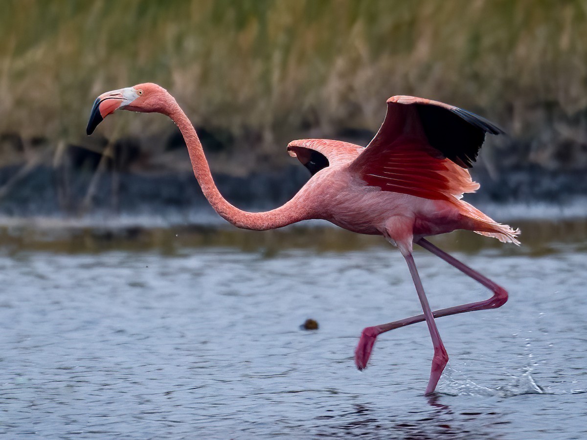 pink flamingo bird