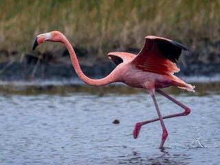  - American Flamingo